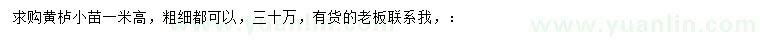 求購(gòu)高1米黃櫨