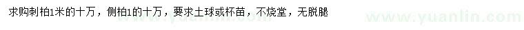 求購1米以上側(cè)柏、刺柏