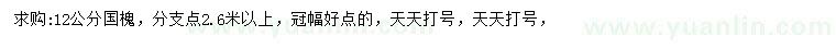 求購12公分國槐