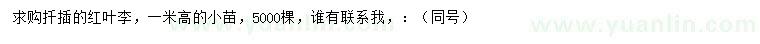 求購高1米紅葉李