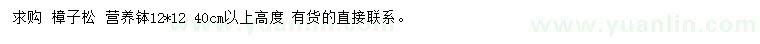 求購高40公分以上樟子松