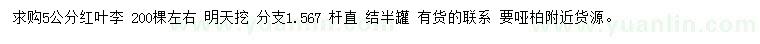 求購5公分紅葉李