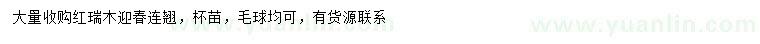 求購紅瑞木、迎春、連翹