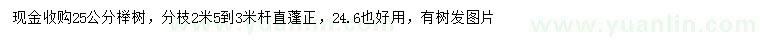 求購25公分櫸樹
