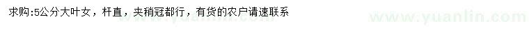 求購5公分大葉女貞