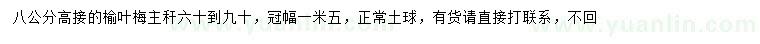 求購8公分高接榆葉梅