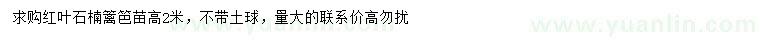求購高2米紅葉石楠籬笆苗
