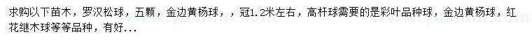 求購羅漢松球、金邊黃楊球、紅花繼木球