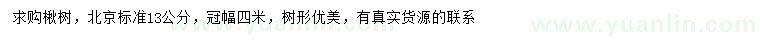 求購13公分楸樹