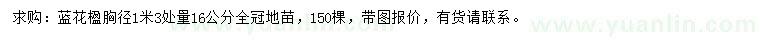 求購1.3米量16公分藍(lán)花楹
