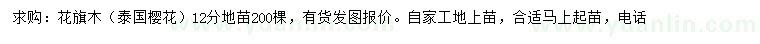 求購12公分花旗木、泰國櫻花