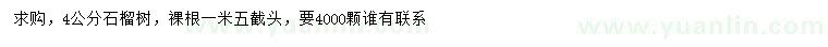 求購4公分石榴樹