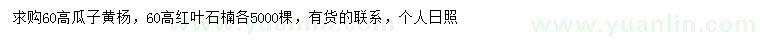 求購高60公分瓜子黃楊、紅葉石楠