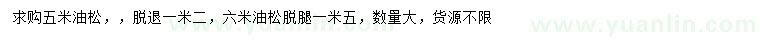 求購5、6米油松