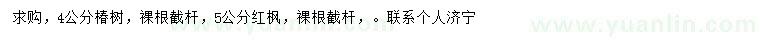 求購4公分椿樹