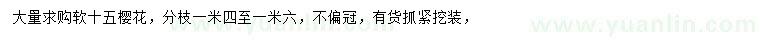 求購櫻花