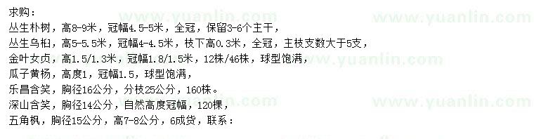 求購叢生樸樹、叢生烏桕、金葉女貞等