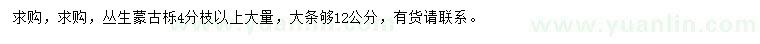 求購叢生蒙古櫟