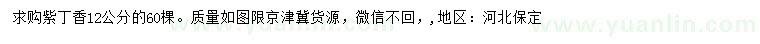 求購(gòu)12公分紫丁香