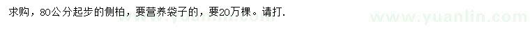 求購80公分起步側(cè)柏