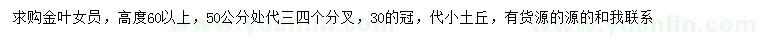 求購高60公分以上金葉女貞