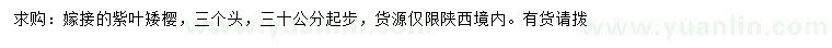 求購(gòu)紫葉矮櫻
