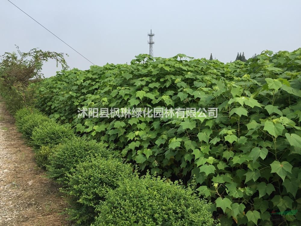 江蘇[產(chǎn)品]/江蘇木芙蓉 江蘇木芙蓉 木芙蓉基地價格/報價