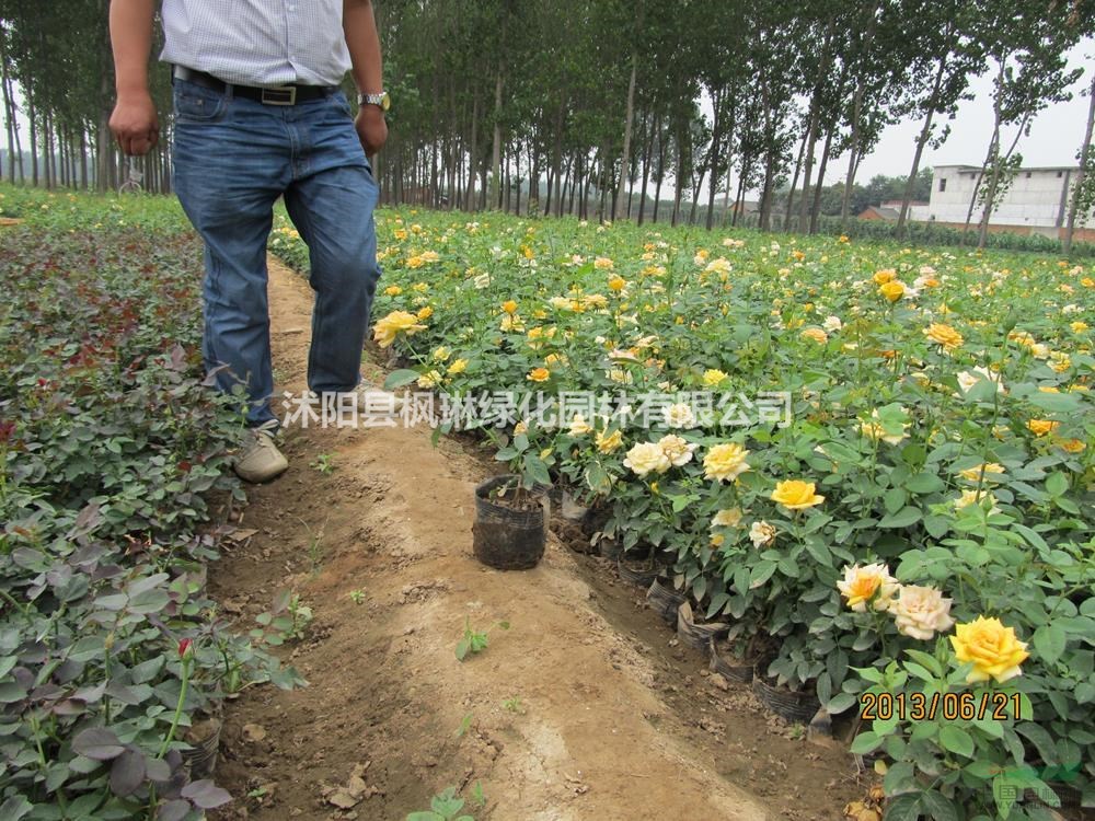 大小規(guī)格月季、大花月季、豐花月季基地