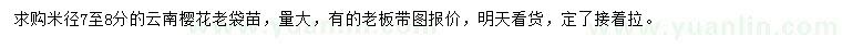 求購米徑7-8公分云南櫻花