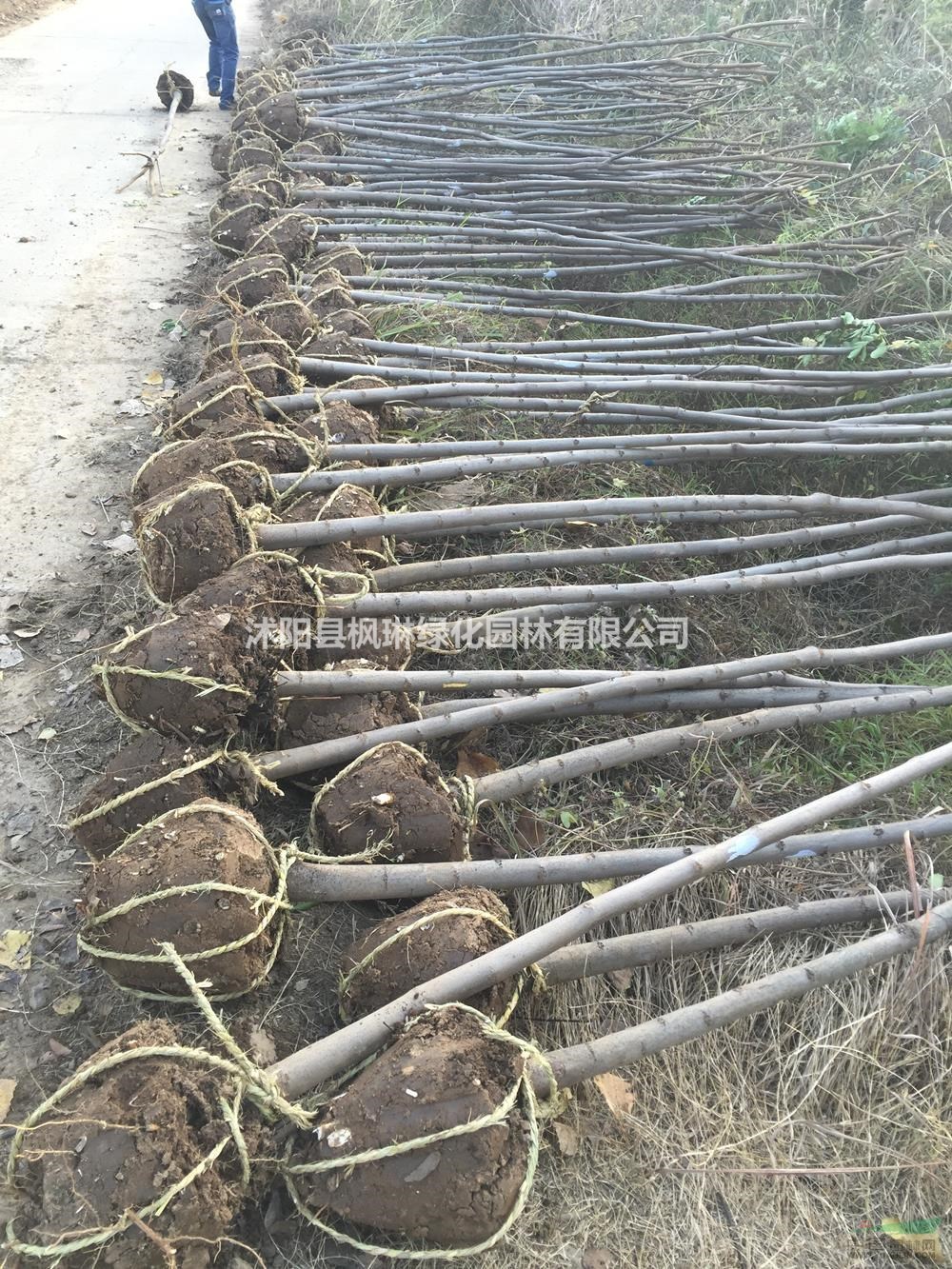 欒樹 黃山欒樹基地行情報(bào)價(jià)北京欒樹 江蘇欒樹基地圖片展示