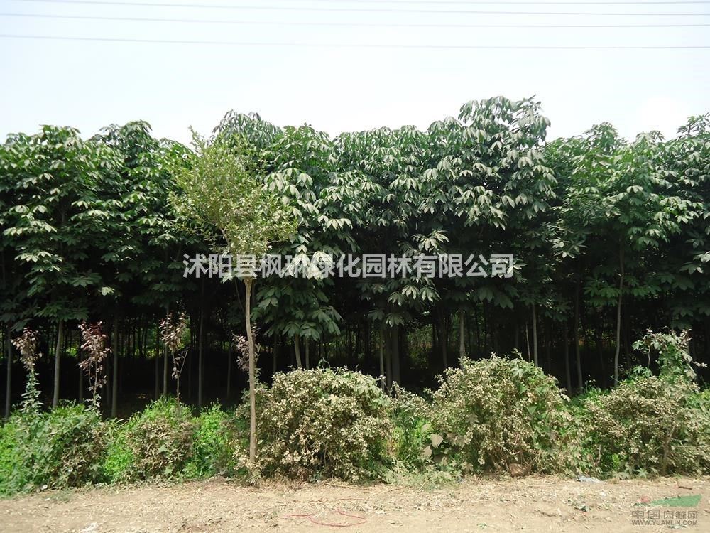江蘇七葉樹 白花七葉樹 紅花七葉樹批發(fā)/供應(yīng)