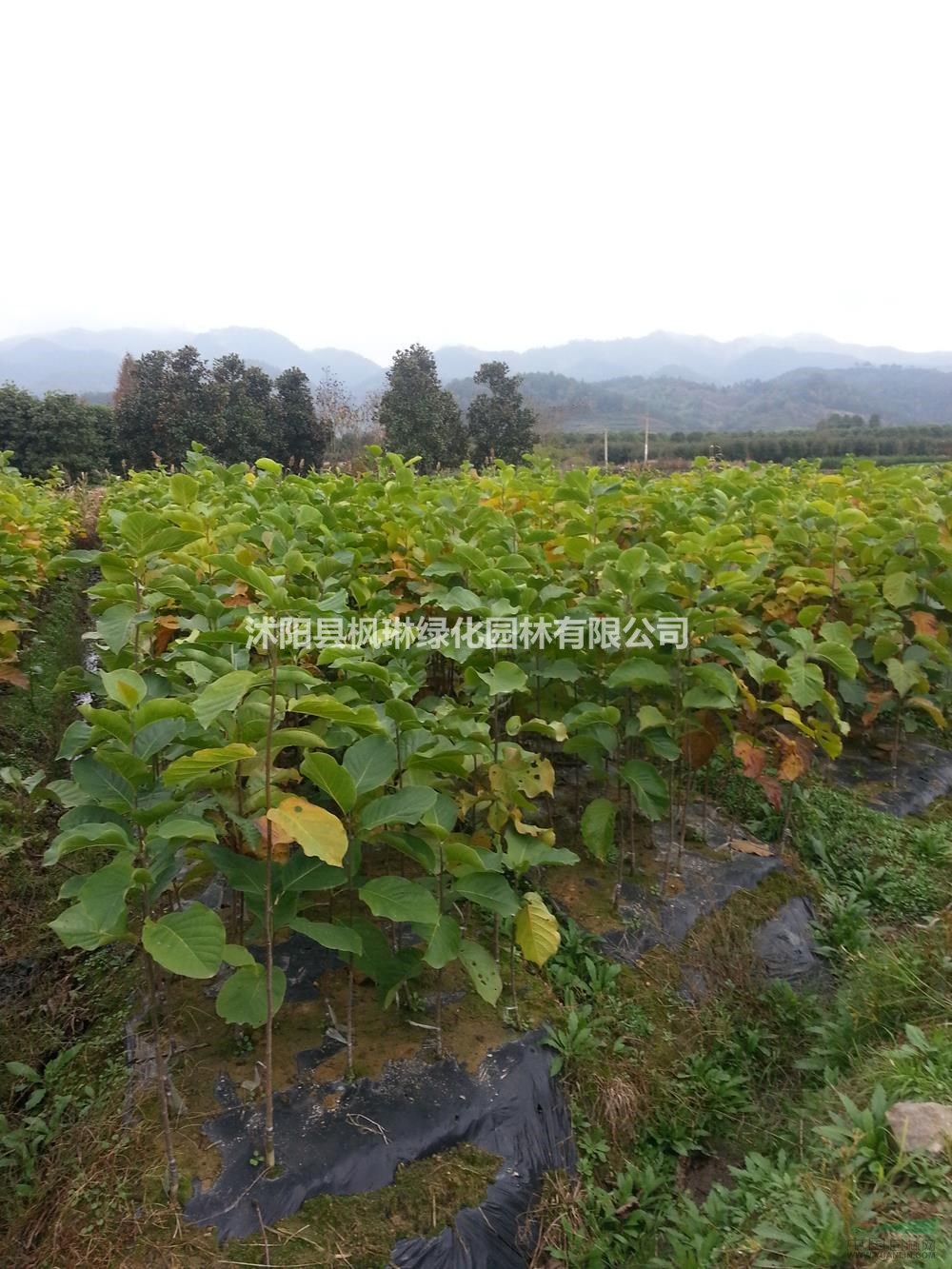 江蘇黃玉蘭 玉蘭 江蘇黃玉蘭 江蘇玉蘭介紹/特征/用途