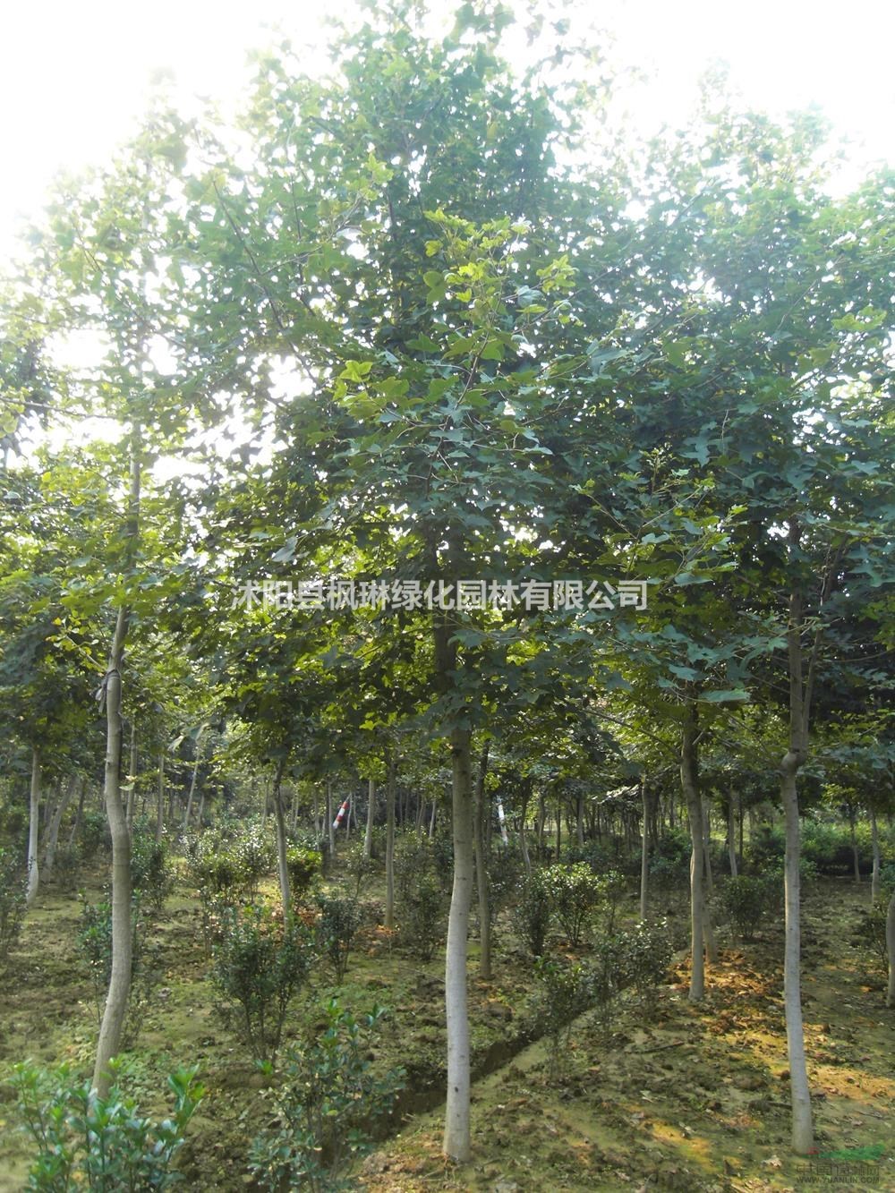 北美楓香 江蘇北美楓香基地 圖片/北美楓香 江蘇北美楓香基地 報價