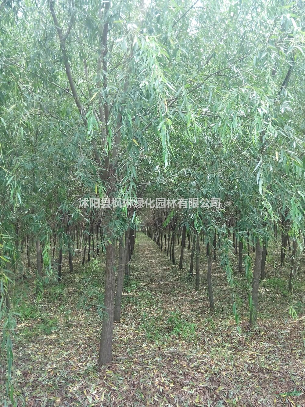 大小規(guī)格垂柳  江蘇垂柳 垂柳價(jià)格基地
