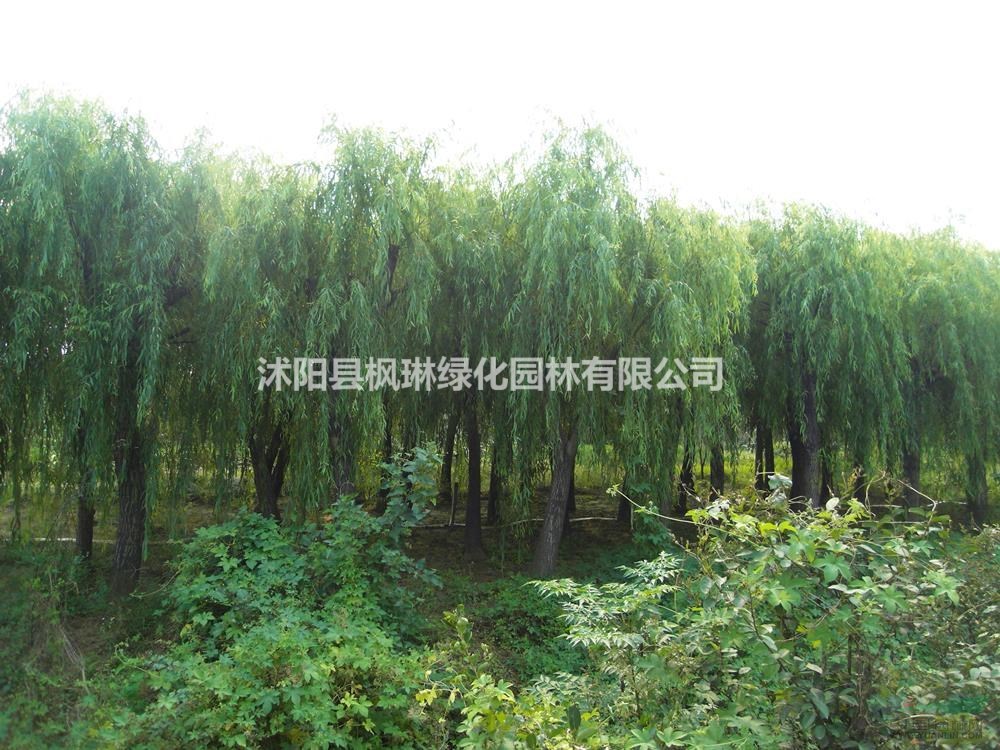 大小規(guī)格垂柳  江蘇垂柳 垂柳價(jià)格基地