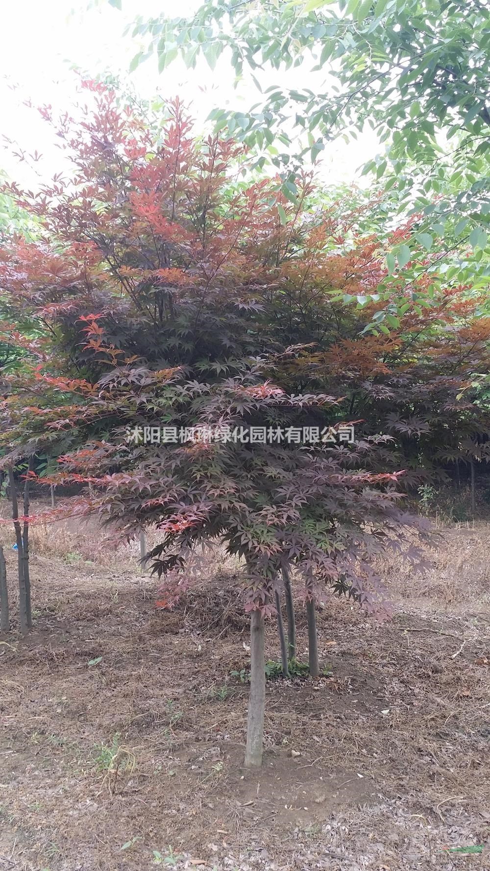 大小規(guī)格江蘇紅楓價(jià)格 基地