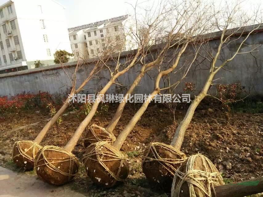 2019年江蘇紅葉烏桕 紅葉烏桕基地新報(bào)價(jià)