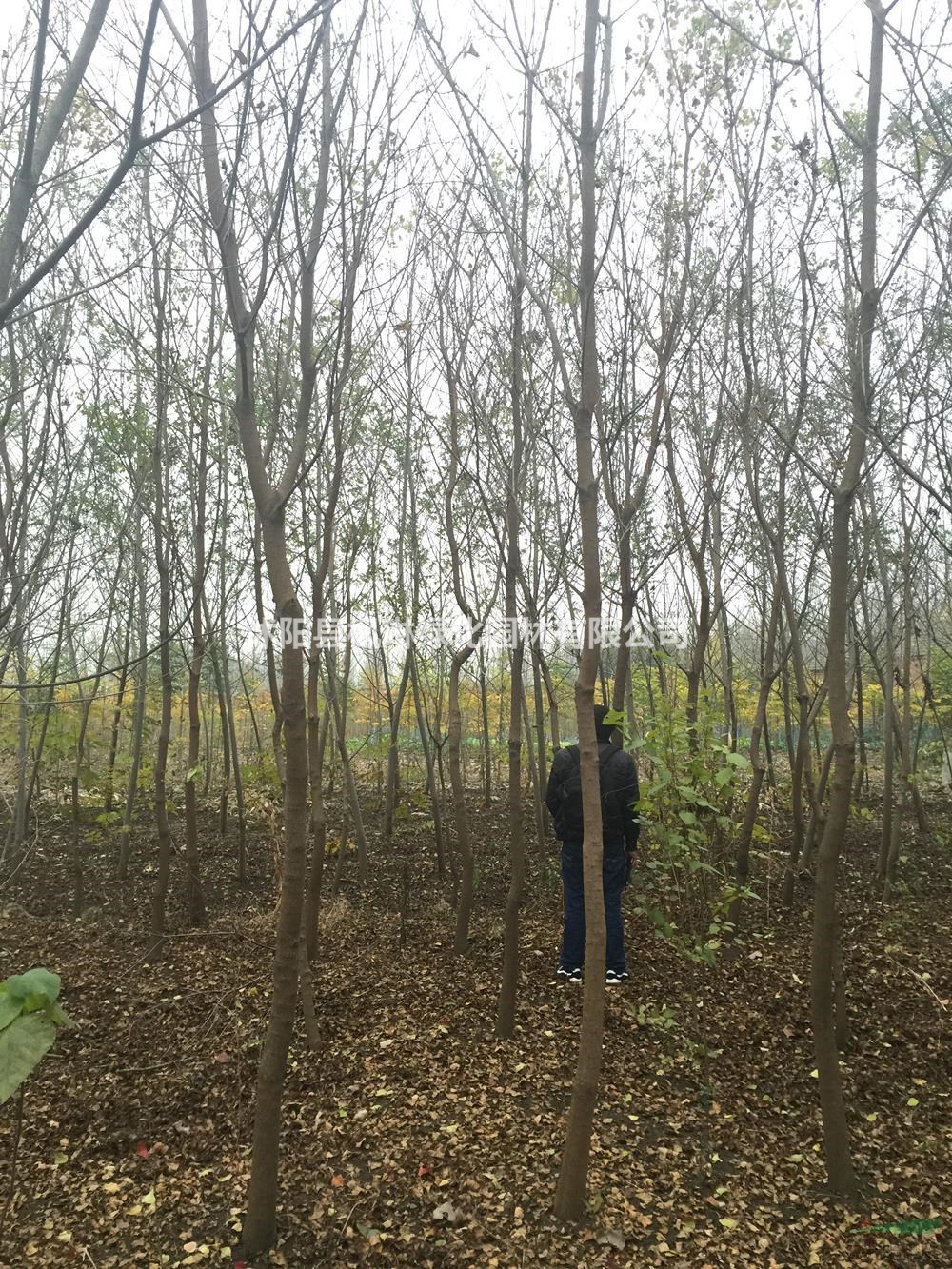 2019年江蘇紅葉烏桕 紅葉烏桕基地新報(bào)價(jià)