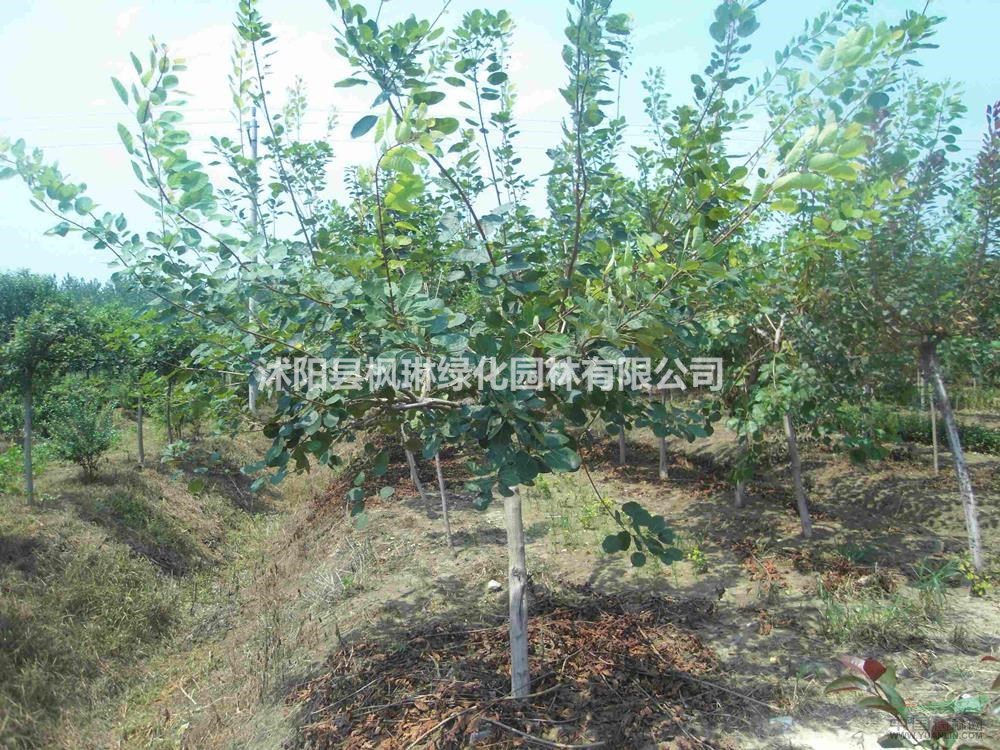 江蘇黃櫨價格批發(fā)/供應