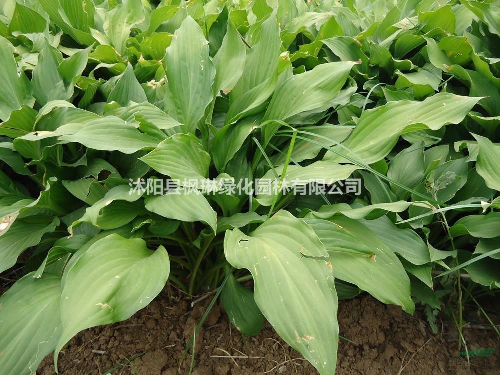 江蘇金邊玉簪價(jià)格哪里好/哪家便宜