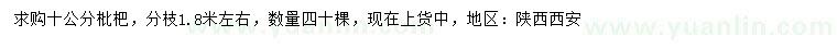 求購(gòu)10公分枇杷