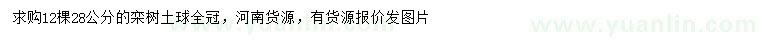 求購28公分欒樹