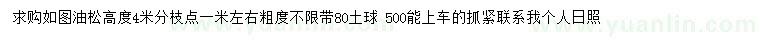 求購高4米油松