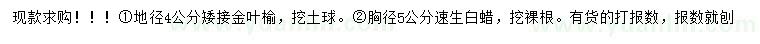 求購地徑4公分矮接金葉榆、胸徑5公分速生白蠟