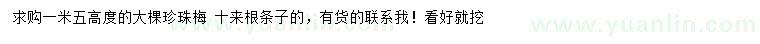 求購高1.5米珍珠梅