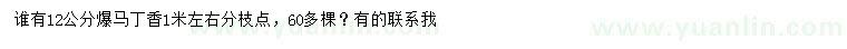 求購12公分暴馬丁香