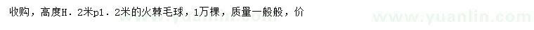 求購高2米火棘毛球
