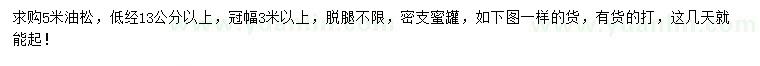 求購(gòu)5米油松