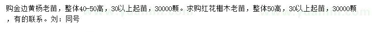 求購高40-50公分金邊黃楊、高50公分紅花檵木