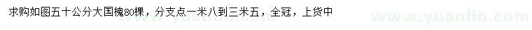 求購50公分國槐